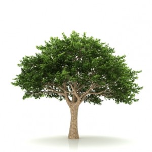 Texas tree