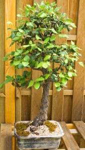 dwarf oak tree