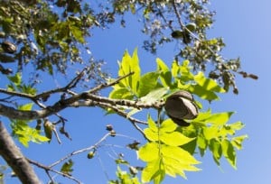 Pecans on a tree branch with leaves