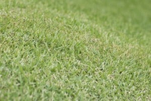 Mowed Bermuda Grass or Cynodon dactylon; unsharpened file