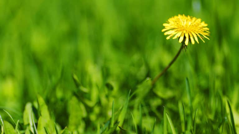 Spring and Summer Weed Control