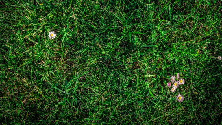 Grass - Common Lawn Weeds and Their Treatment