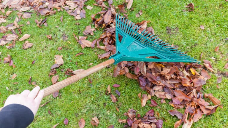 Fall Lawn Care Tips