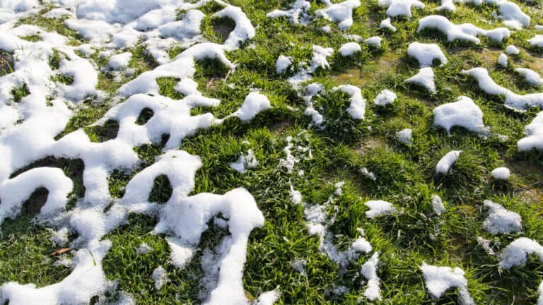 Is Your Irrigation System Ready for Winter? Grass and Snow