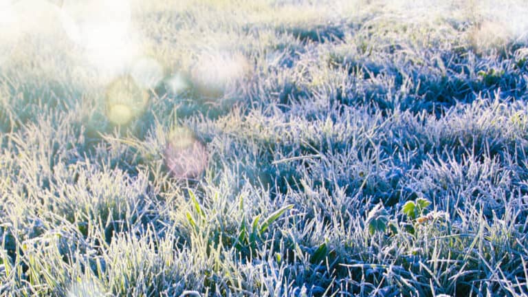 Winter Lawn Care