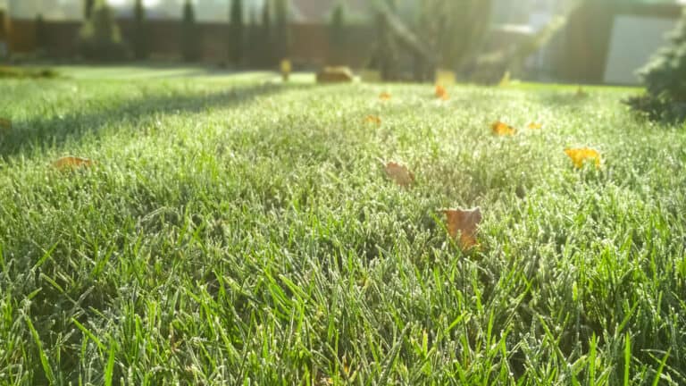 Winter Watering Tips Grass