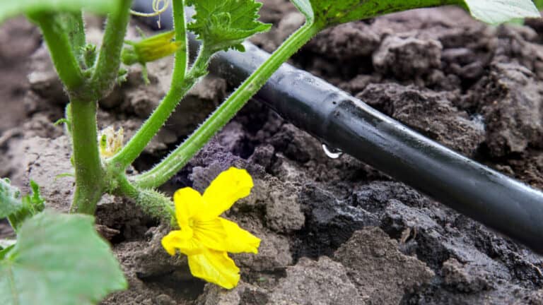 Outdoor Water Saving Tips in Austin