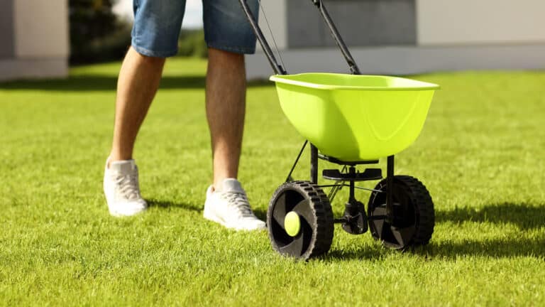 When to Overseed in Central Texas