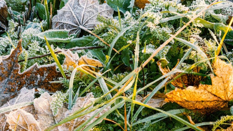 Winter Is Approaching - How to Prepare Your Garden & Lawn