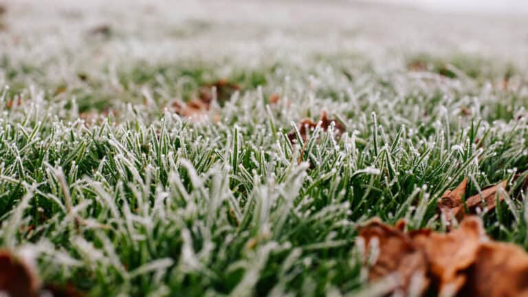 Frosty Grass - Texas Winter Watering Facts