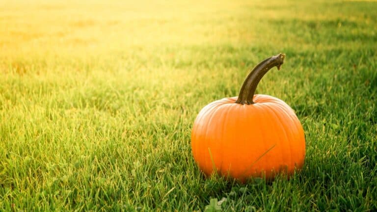 Prepare Your Sprinkler System for Fall - How to Make It Through the Winter
