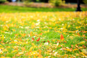 Why Fall Sprinkler Tune-Ups Are Essential