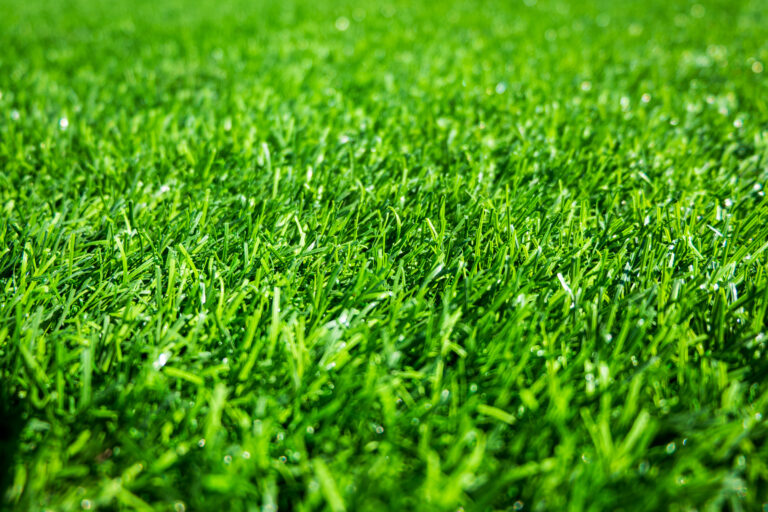 Spring Sprinkler Startup Guide for a Lush Lawn